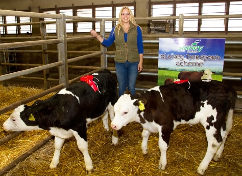 Irish Hereford Society Calf Show and Sale in GVM, Kilmallock las
