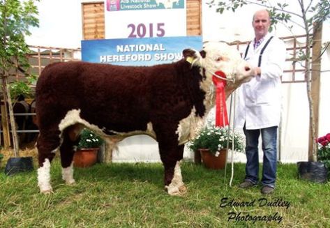 1st prize winner, Intermediate Hereford bull calf - River Rock Tyson with Tony Hartnett (exhibitor)