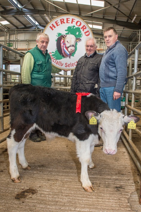 Pictured at the Irish Hereford Society Calf Promotion in Corrin Mart, Fermoy are the champion bull owned by Thomas Hennessy, Ladysbridge which sold for €390 with Pat McCarthy, Hereford Society ,John Hennessy, Ladysbridge & John White, Chairman West Cork Hereford Society. Photo O'Gorman Photography