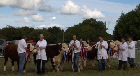 The top Herefords line up to represent the breed