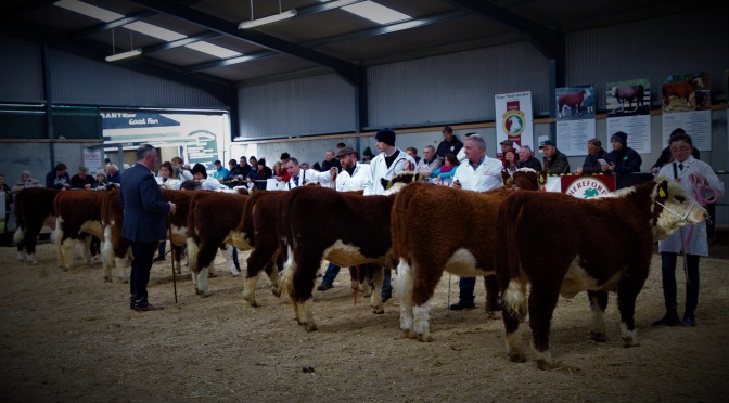 NATIONAL HEREFORD CALF SHOW 2018